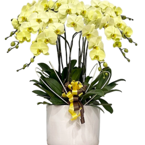 LHĐ - 28