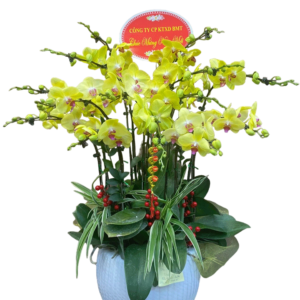 LHĐ - 21